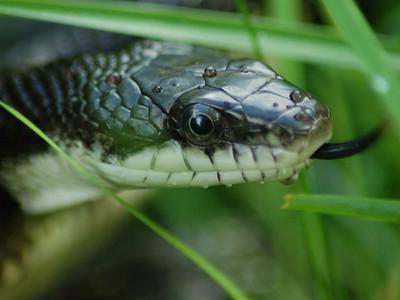 Hur man berättar en orm från en huggorm