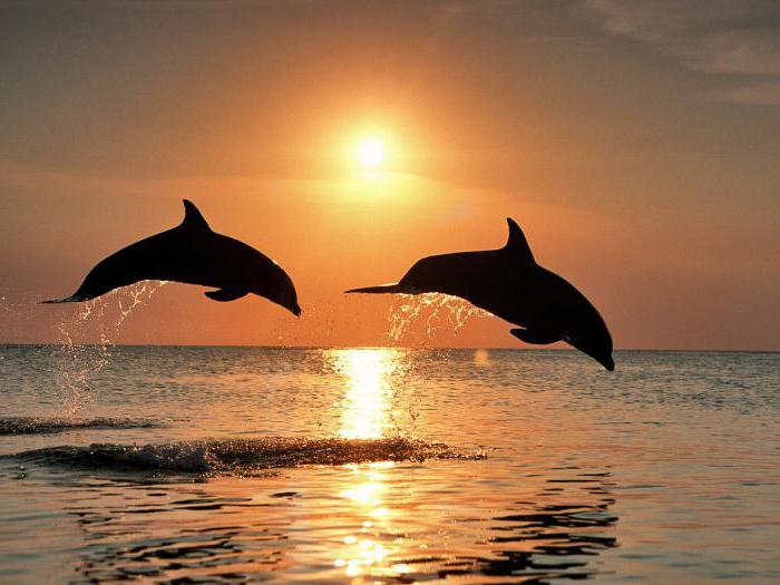 combien de dauphins vivent en captivité