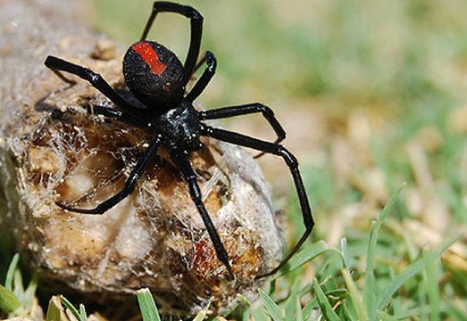 araignées venimeuses de la région de volgograd