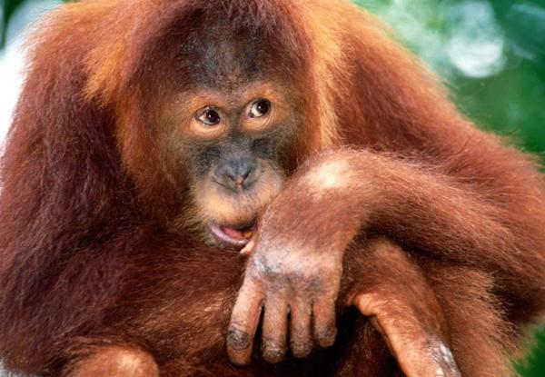 orangutan sumatran