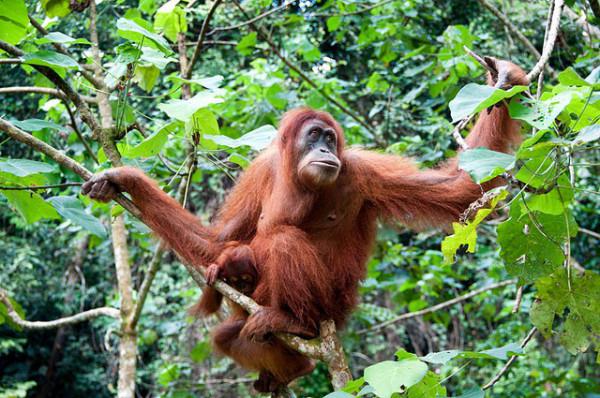 foto orangutana sumatranského