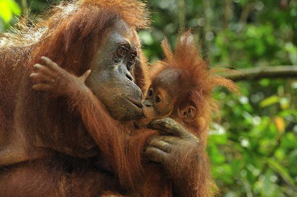 Populácia orangutanov sumatranských 