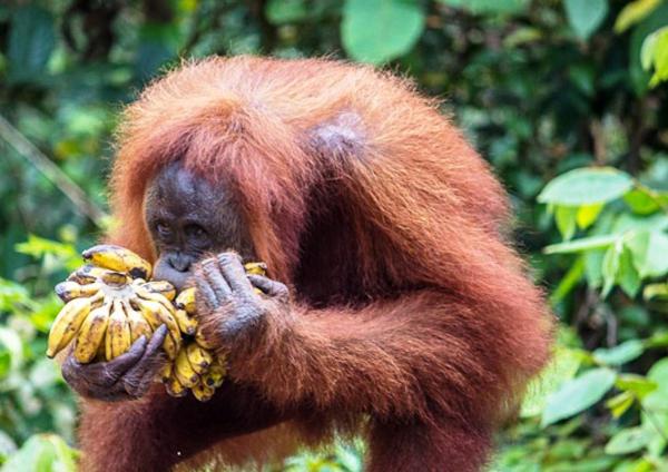 popis sumatranského orangutana