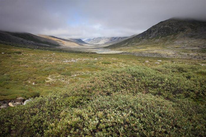 særligt beskyttede komponenter af tundranaturen