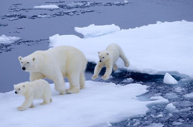 чисельність білих ведмедів в Арктиці