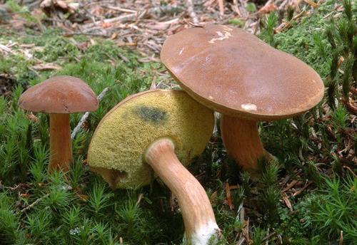 Fotografija poljske bijele gljive