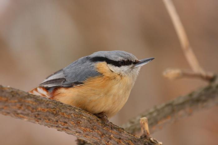 common nuthatch
