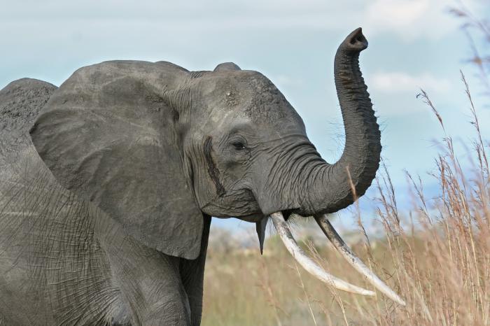 průměrná délka života slona