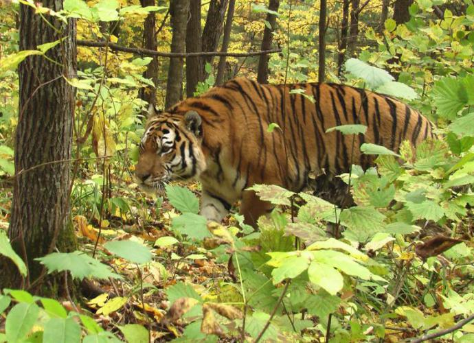 tiger life span in nature