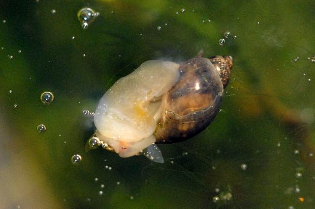 escargot étang escargot photo