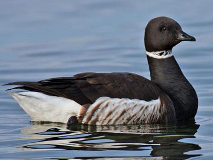 uccelli migratori del Tatarstan