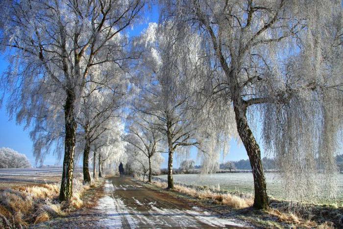 état des arbres en hiver