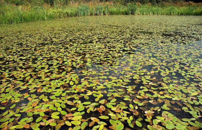 Teich schwimmendes Foto