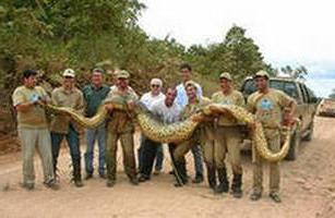 najniebezpieczniejsze węże na świecie