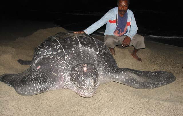 세계에서 가장 큰 거북이