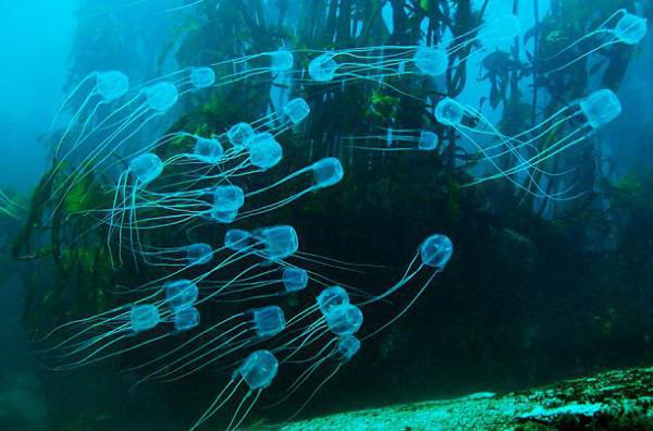 حقائق مثيرة للاهتمام Physalia قنديل البحر