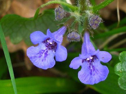 Características generales de la familia Lamiaceae