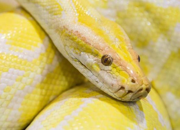 Farvestrålende retikuleret python