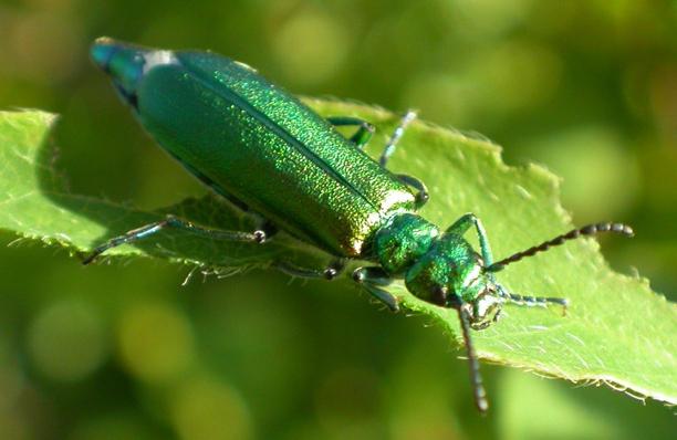 gyllene spansk fluga