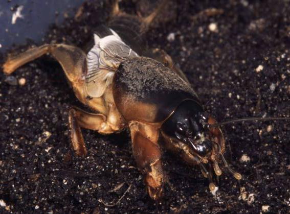 antall ben hos insekter 