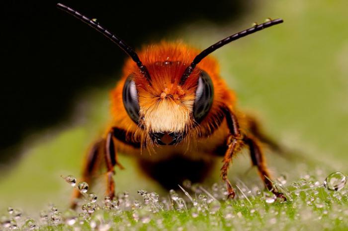 antall gående ben hos insekter