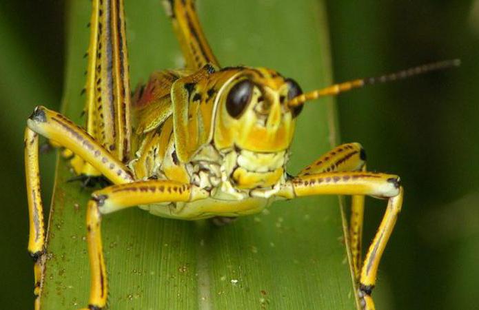 how many grasshoppers live at home