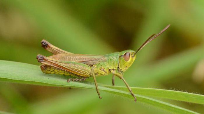 how much does a grasshopper live without food