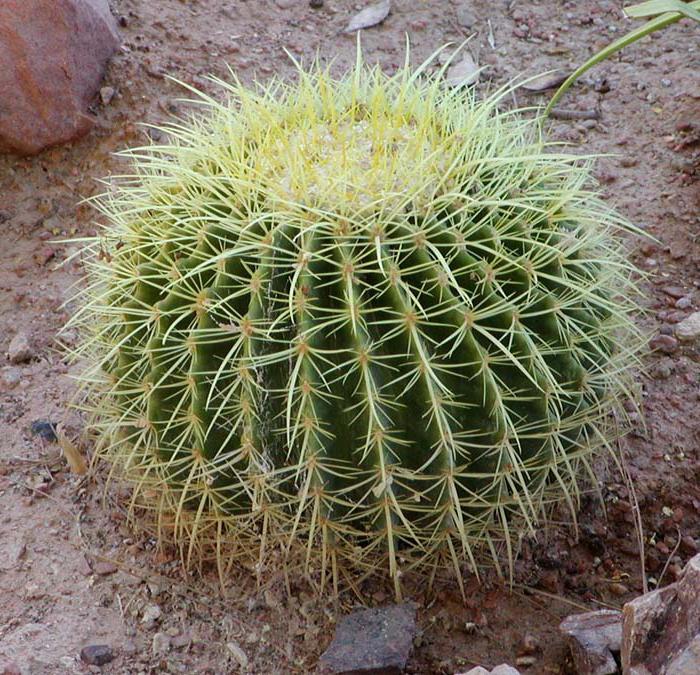 cactus leefgebied 