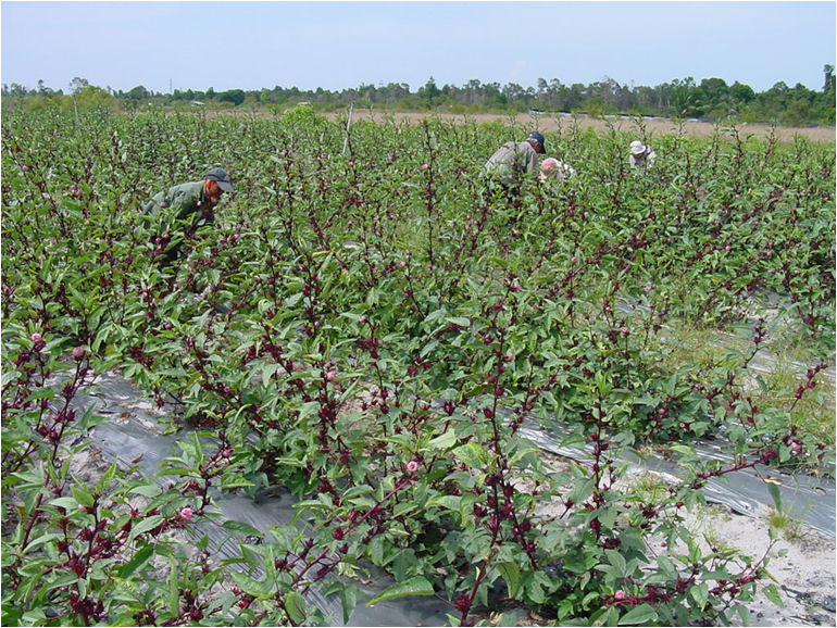 Hibiscus plantage