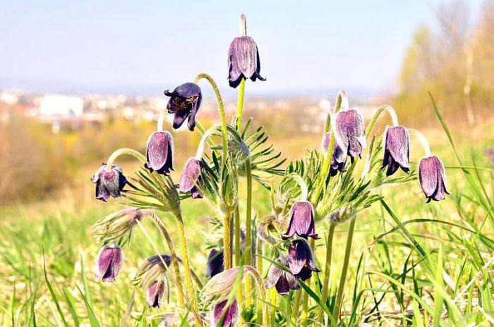 meadow lumbago medisinske egenskaper