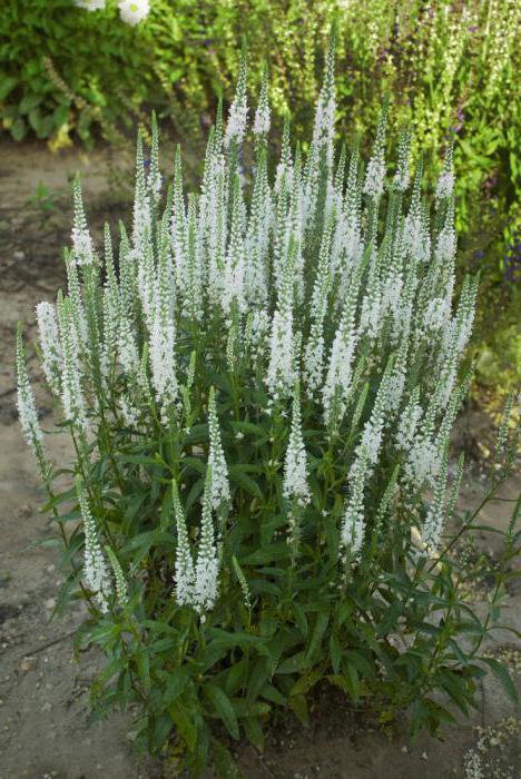 veronica plant description