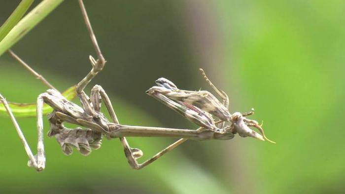 mantis isimlerinin türleri