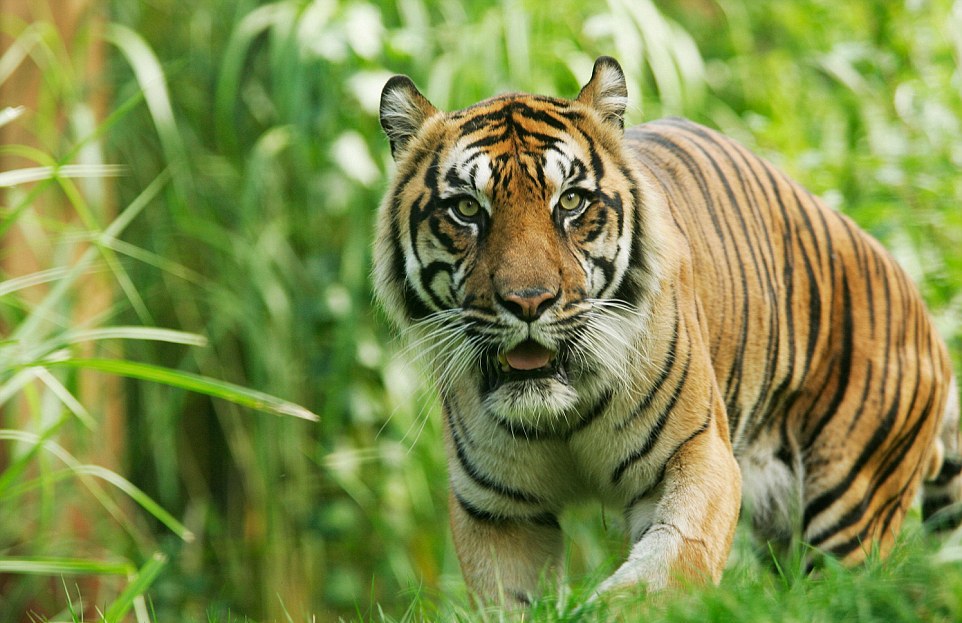 Tigru Amur