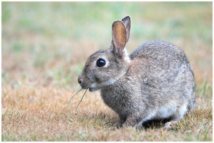 liebre especie de liebre