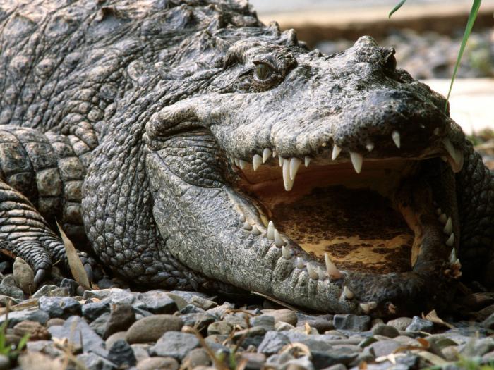  viskas apie krokodilus