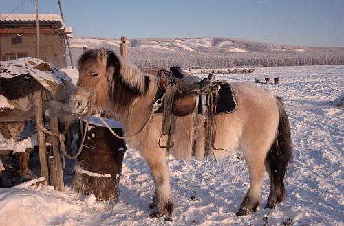 Yakut at ırkı