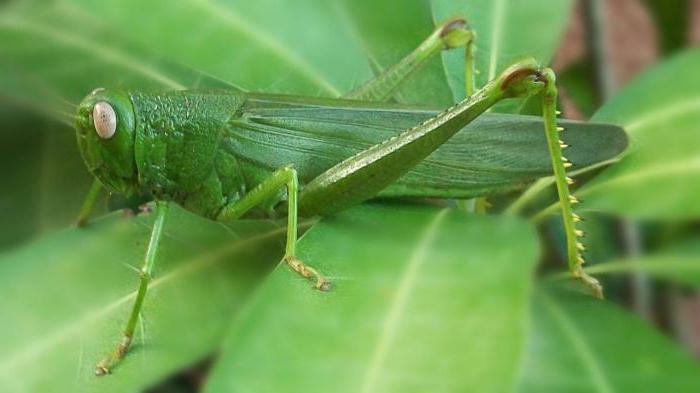 sauterelle verte