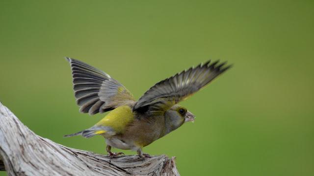 снимки на птици от Русия