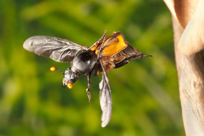 escarabajo sepulturero negro