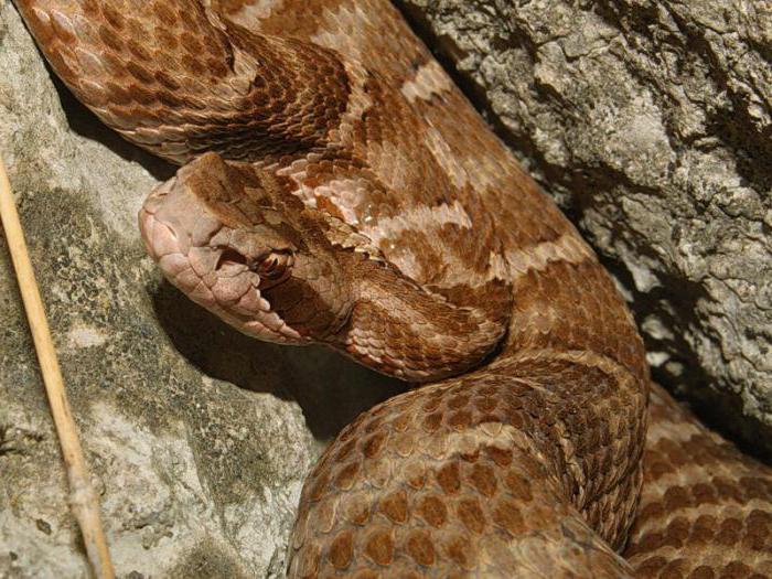 kígyók a Primorsky régióban 