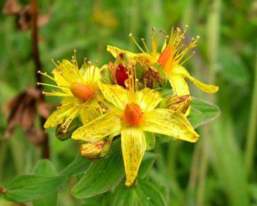 Hypericum spatřil fotografii 