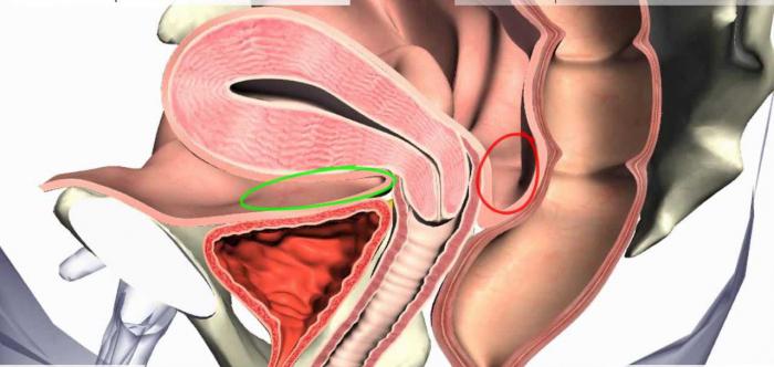 anatomia pelvica femminile