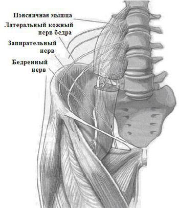 anatomie femorálního kanálu 