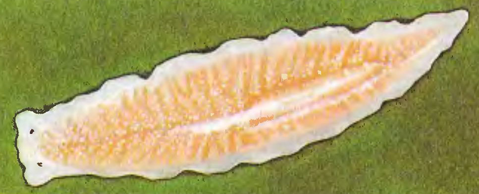 Planaria platelminto blanco