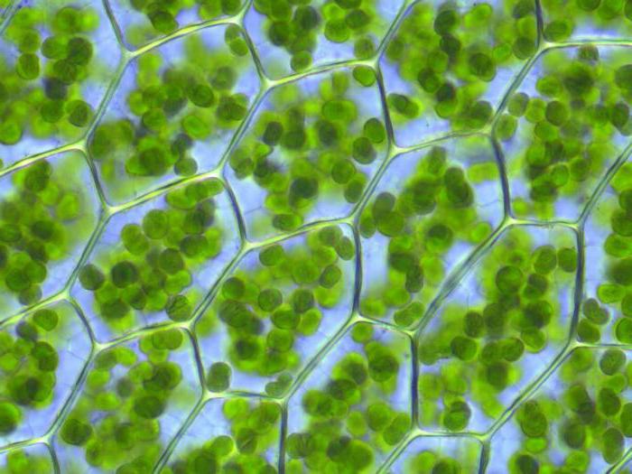 augalų ląstelių sudėtis
