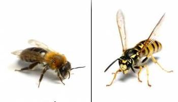 fotografie včely a vosy