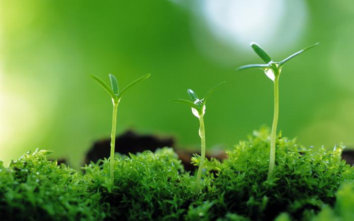 bij het ademen absorbeert de groene plant 