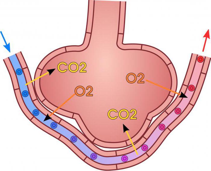  gas exchange in tissues