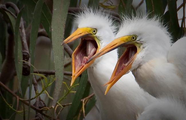 caractéristiques du système respiratoire des oiseaux