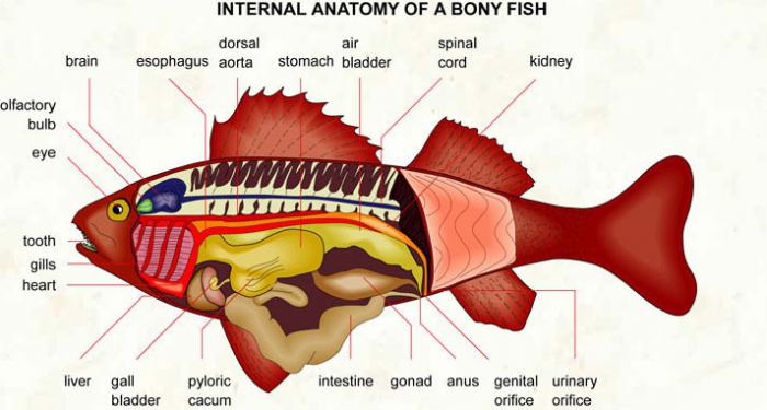 телесна структура риба